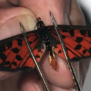 EBAY, Acraea species