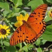 FOR SALE, LIVE GULF FRITILLARY EGGS!(ACCEPTING TRADES)