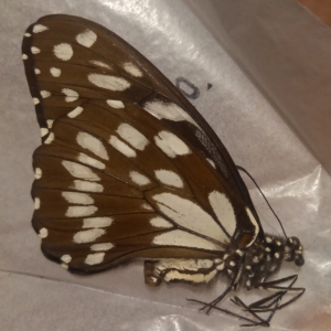 FOR SALE, Papilio rex schultzei Female