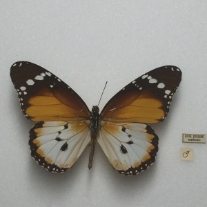 FOR SALE, Butterflies for sale from Uganda/Tanzania/England