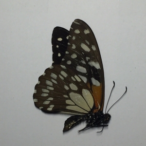 EBAY, Butterflies for sale from Uganda/Tanzania/England