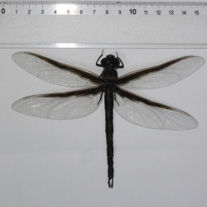 EBAY,  Tetracanthagyna plagiata. West Kalimantan