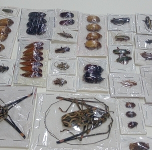 FOR SALE, Lot Beetles from Venezuela, shipping from Austria