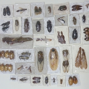 FOR SALE, Assorted lot of Insects from Venezuela, 