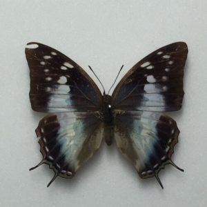 EBAY, Butterflies for sale from Uganda/Tanzania/England