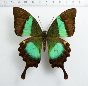 EBAY, +++ PAPILIO BUDDHA Female !!!, INDIA +++