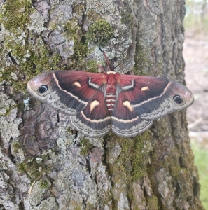 FOR SALE, Hyalophora Columbia cocoons