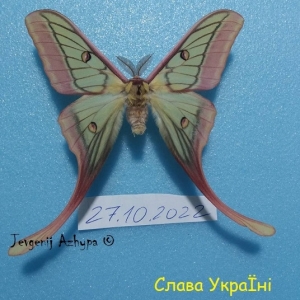 FOR SALE, Hybrid  G.isabellae X A. dubernardi