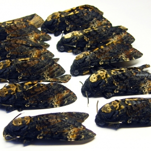 FOR SALE, DEAD HEAD MOTHS (Acherontia atropos) wholesale!!