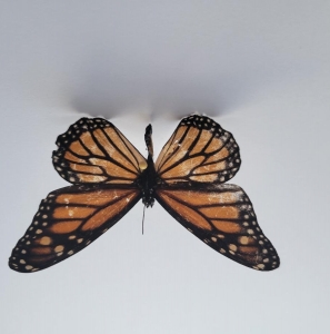 FOR SALE, MONARCH BUTTERFLY SPECIMEN CHEAP! 