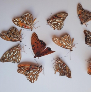 FOR SALE, A lot of Gulf Fritillary specimens CHEAP!:)