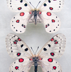 FOR SALE, Parnassius (1)from Russia and adjacent territories