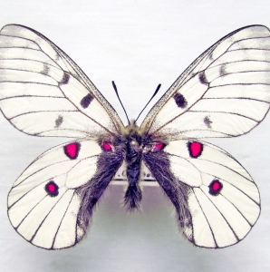FOR SALE, Parnassius (2)from Russia and adjacent territories