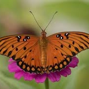 FOR SALE, LIVE GULF FRITILLARY CHYRSALIS (PRE-ORDER)