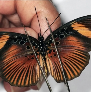 EBAY, Rare African Nymphalidae species 