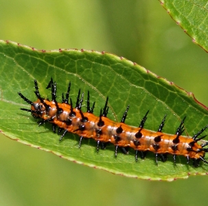 FOR SALE, TRADING AND SELLING GULF FRITILLARY CATERPILLARS 