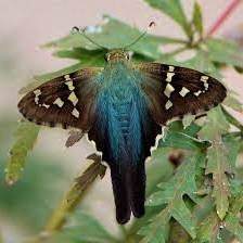 FOR SALE, LONG TAILED SKIPPER PUPAE $15