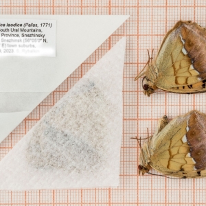 FOR SALE, Argynnis laodice, Urals Mt. 