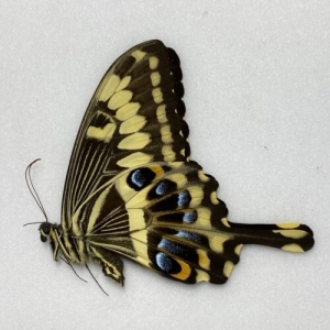 FOR SALE, Butterflies for sale from Africa/Canada/Europe