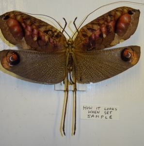 FOR SALE, Pterochroza ocellata - peacock-grasshoppers (Peru)
