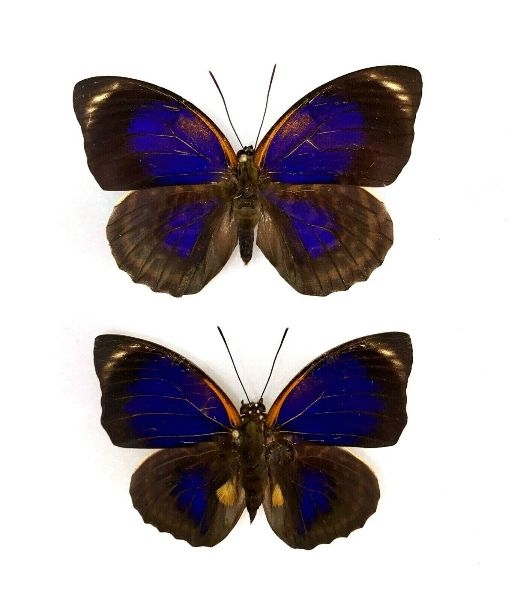 Agrias Phalcidon Fournierae For Sale