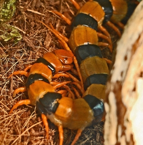 WANT TO BUY, Scolopendra hardwickei