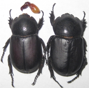 FOR SALE, BLACK FRIDAY BEETLES