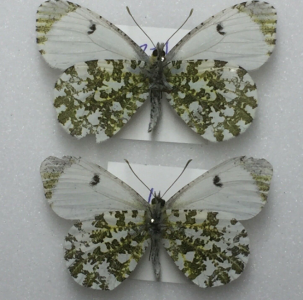 EBAY, British Butterflies for sale