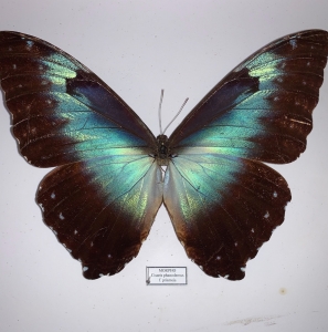 EBAY, Papilio, Parides, Charaxes, Battus, Morpho