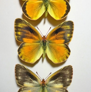 FOR SALE, EXTREME ABERRATIONS COLIAS CROCEA