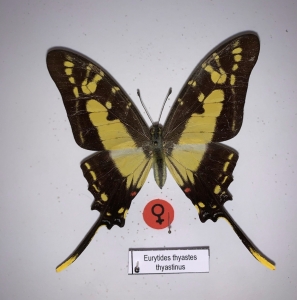 EBAY, FEMALE EURYTIDES THYASTES THYASTINUS