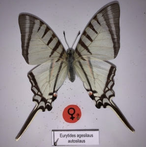 EBAY, EURYTIDES AGESILAUS AUTOSILAUS FEMALE