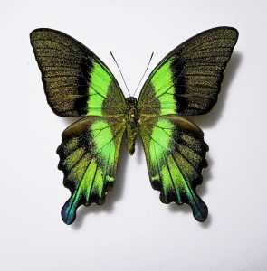 FOR SALE, PAPILIO BLUMEI  ABERRANT PAIR