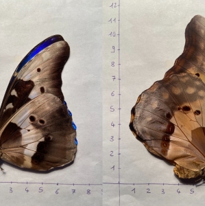 EBAY, Morpho rethenor helena pair 0,99EUR