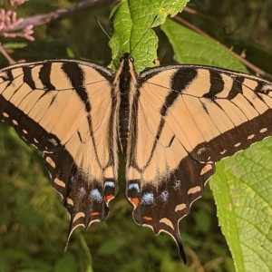 FOR SALE, Tiger Swallowtails pupae
