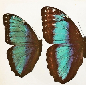 FOR SALE, MORPHO HELENOR PELEUS/M.THESEUS YARITANUS