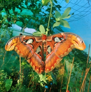 FOR SALE, DIAPAUSE Attacus atlas cocoons 