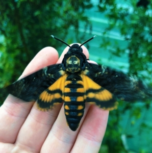 FOR SALE, DEATHS HEAD HAWKMOTH PUPAE (Madagascar F0)