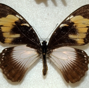 EBAY, Ending in 24 h - PAPILIO DARDANUS females var.