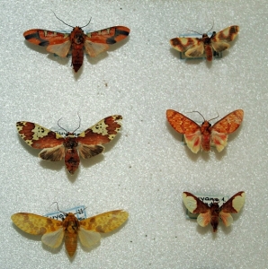EBAY, 19 small South American Tigermoths for specialists
