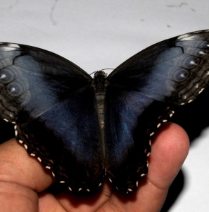 EBAY, Morpho helenor ssp ABERRATIONS (Upala, CR)