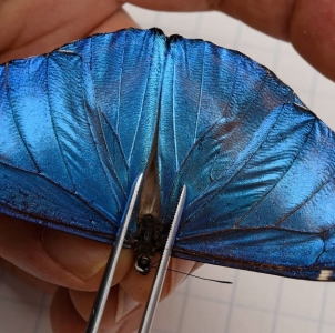 FOR SALE, Morpho adonis major from Peru