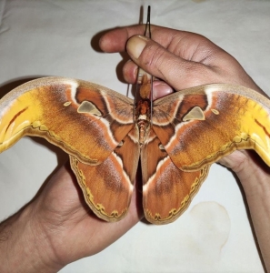 EBAY, Attacus atlas ABERRATION from Phrae, Thailand