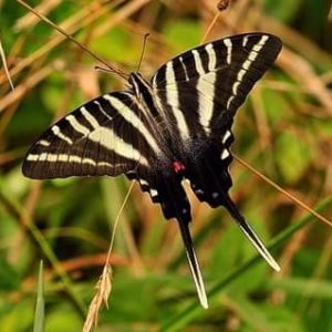 FOR SALE, ZEBRA SWALLOWTAIL