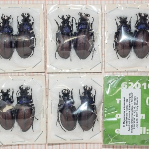 FOR SALE, Carabus Megodontus schoenherri 