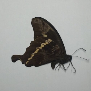 EBAY, Butterflies for sale from Uganda/Tanzania/England