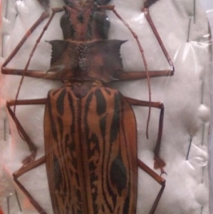 FOR SALE, Giant Macrodontia cervicornis