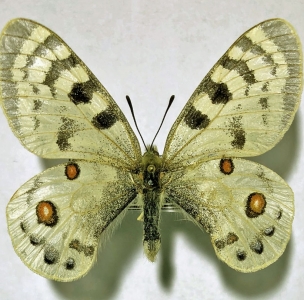 FOR SALE, PARNASSIUS INOPINATUS INOPINATUS male +.MUETINGI