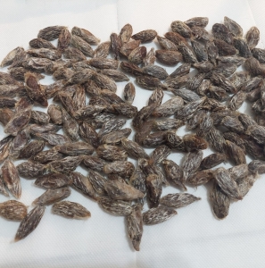 FOR SALE, Hyalophora Columbia cocoons