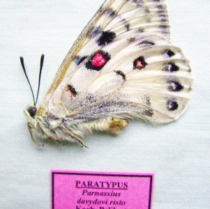 FOR SALE, Lepidoptera of ex-USSR territory